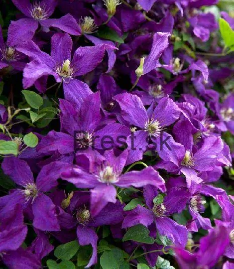 Clematis ‘Polish Spirit’